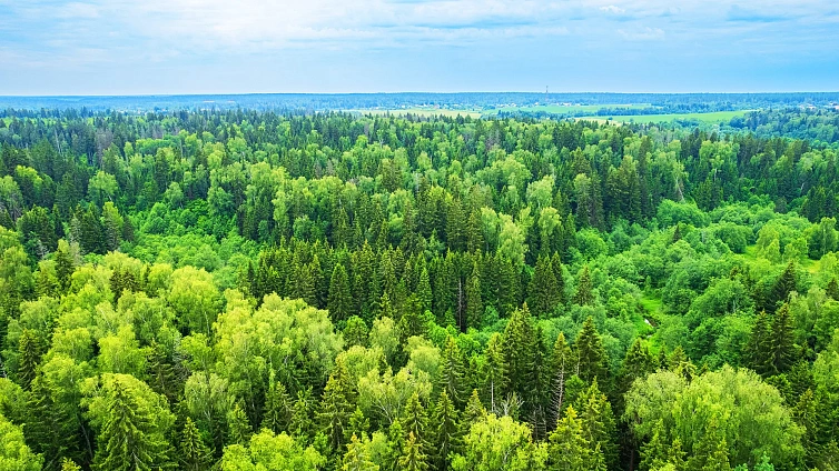 РигаЛес